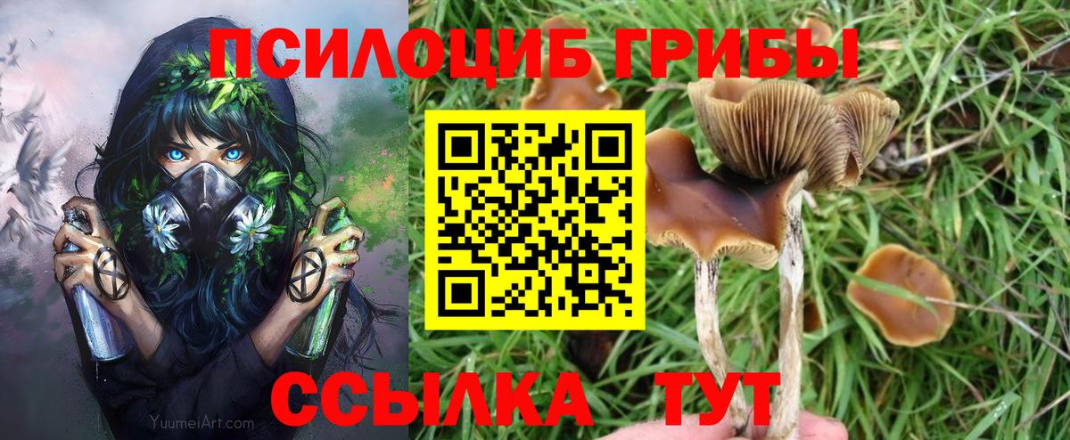 Удомля  Псилоцибиновые грибы Psilocybe  Вход с VPN 
