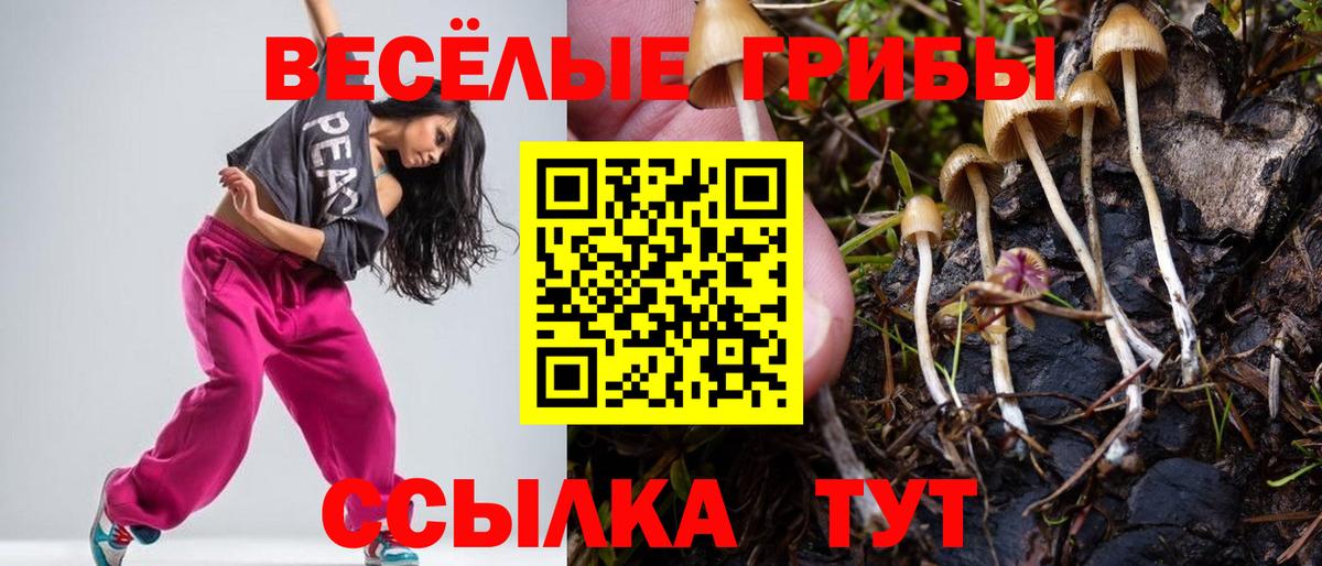 Псилоцибиновые грибы Psilocybine cubensis Удомля